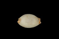 藏品(鯊皮寶螺)的圖片